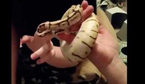 Un python mort le doigt d'une femme et ne veut plus lâcher (Vidéo)