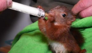 L'heure du biberon des bébés écureuils