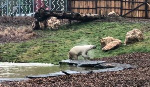 La vétérinaire du Cerza nous parle de l'arrivée de deux ourses polaires