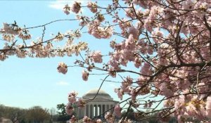 Les célèbres cerisiers de Washington sont en fleurs