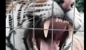 Un conseil : ne jamais déranger un tigre qui mange (Vidéo)