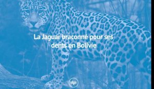 Le jaguar braconné pour ses dents en Bolivie