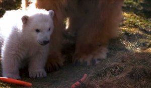 Le Royaume-Uni fête la naissance d'un ourson polaire