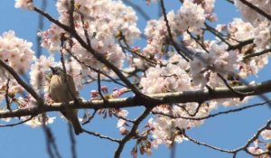 Spectacle féérique des cerisiers en fleurs au Japon