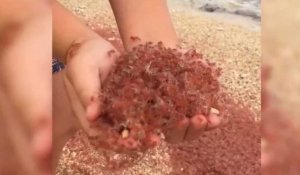 Indonésie : des millions de crabes rouges affluent sur une plage (vidéo)