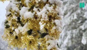 Les images magiques des palmiers et des mimosas méditerranéens recouverts neige