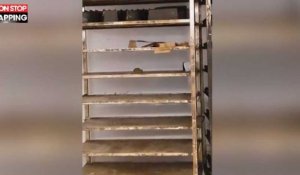 Des rats de nouveau filmés dans le rayon boulangerie du Carrefour d'Evry (vidéo)