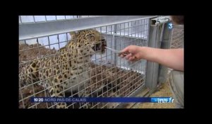 Bellewaerde : accueil des léopards de l'amour