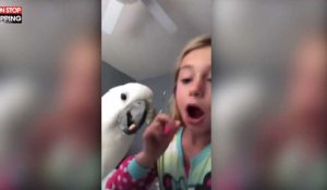 Etats-Unis : Un perroquet arrache la dent de lait d'une fillette (Vidéo)