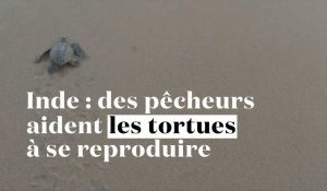 Inde : des pêcheurs aident les tortues menacées à se reproduire