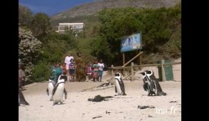 enfants et pingouins
