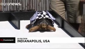 Etats-Unis : des tortues sur la ligne de départ à Indianapolis
