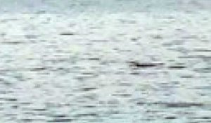 Des dauphins dans le Golfe d'Ajaccio