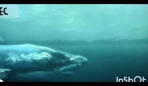Le nageur Michael Phelps défie un grand requin blanc, les images impressionnantes (vidéo)