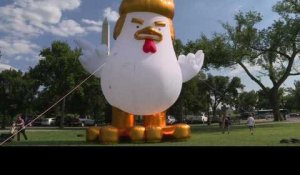 Un poulet à l'image de Donald Trump à côté de la Maison-Blanche