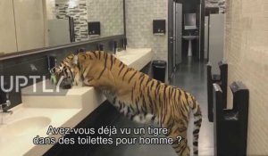 Un tigre s'invite dans les toilettes pour homme ! (Vidéo)