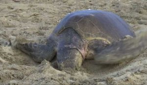 Des milliers de tortues de mer pondent sur les plages du Mexique