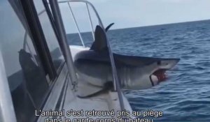 Un requin se retrouvé coincé sur un bateau de pêche (Vidéo)