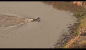 Un zèbre pourchassé par des crocodiles puis des lions, la vidéo buzz