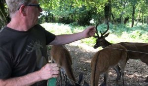 Comment différencier un cerf d'un chevreuil?