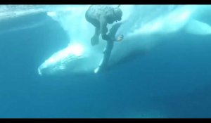 Une baleine saute sur un plongeur, les images impressionnantes (Vidéo)