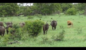 Un lion s'attaque seul à un troupeau de buffles, la vidéo impressionnante
