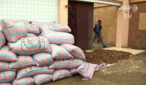 Une cargaison de 3 tonnes d'écailles de pangolin saisie