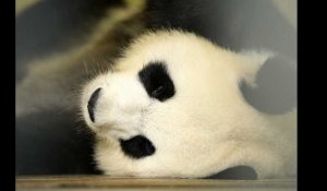 7 infos (pas inutiles) à savoir sur les jumeaux pandas du zoo de Beauval