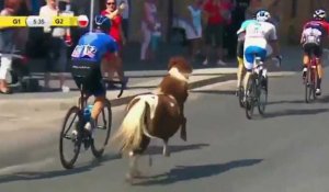 Ce poney téméraire a bien failli gagner l'avant-dernière étape du Tour de Pologne