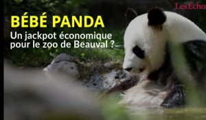 Bébé panda à Beauval : un jackpot économique pour le zoo ?