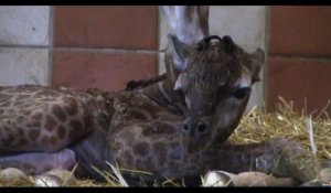 Zoo de La Palmyre : Un girafon naît devant les visiteurs (Vidéo)