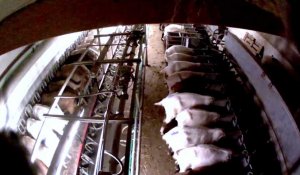 Allemagne : des chèvres maltraitées dans un élevage "bio"