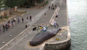Scoop... une baleine échouée en plein Paris