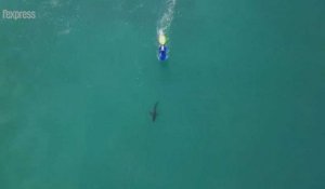 Afrique du Sud: un requin s'invite dans une compétition de surf
