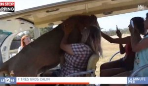 Ukraine : dans un zoo, un lion monte dans une voiture... pour faire un câlin (vidéo)