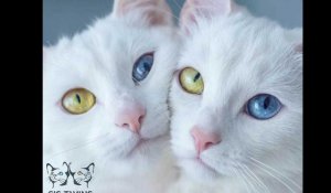 INSTACUTE : Les chats Iris et Abyss