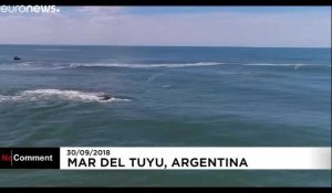 Tortues marines et baleines à bosse sur les plages d'Amérique du Sud