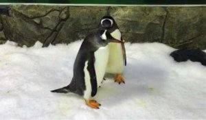 Un couple de pingouins mâles couve et élève un petit