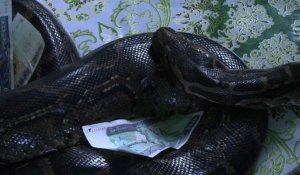 En Birmanie, un temple bouddhiste devenu havre pour pythons