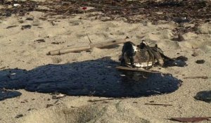 Pollution dans le Var: nettoyage de la plage de Pampelonne