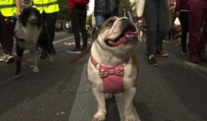 Des chiens et leurs maîtres défilent à Londres contre le Brexit