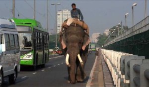 Les derniers éléphants de Delhi menacés d'expulsion