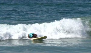 En Californie, une compétition de surf... pour chiens !