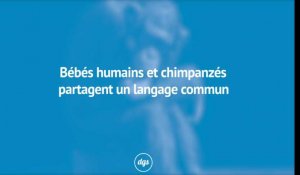 Les bébés humains ont une gestuelle identique à celle des bébés chimpanzés pour communiquer