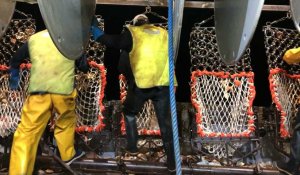 Trouville-sur-mer. La première sortie en mer pour les coquilles 