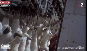 Cash Investigation : un abattoir de lapins pour l'industrie de la mode, la vidéo choc