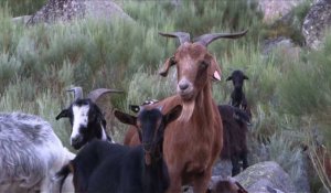 Portugal:contre les incendies, les chèvres au secours des forêts