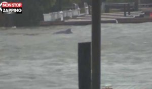 Ouragan Florence : des dauphins tentent de remonter le courant déchaîné (vidéo)