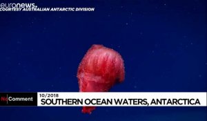 Un concombre de mer filmé dans l'océan Austral