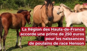 Une prime de la Région accordée pour les naissances de chevaux Henson